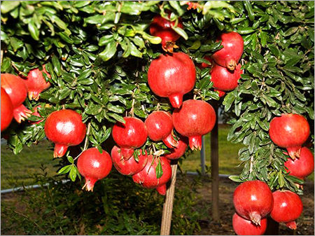 Fresh Pomegranate