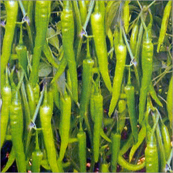 Green Chilli