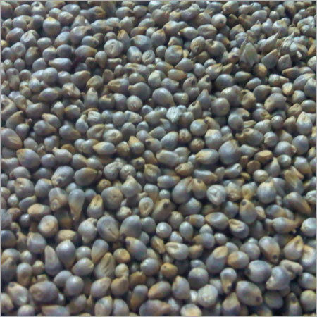 Hybrid Bajra Seed