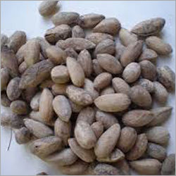 Neem Seed