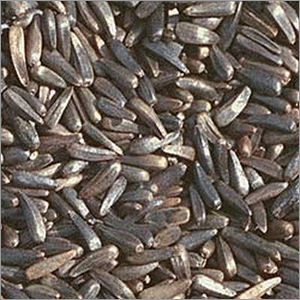 Organic Niger Seed