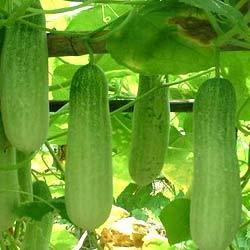 RESHMA 786 Cucumber Seeds