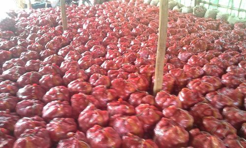 Round Red Onion