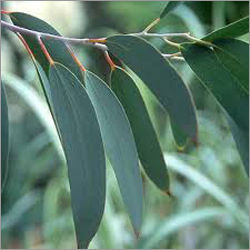 Natural Eucalyptus Leaves
