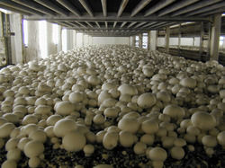 Mushroom Processing Unit