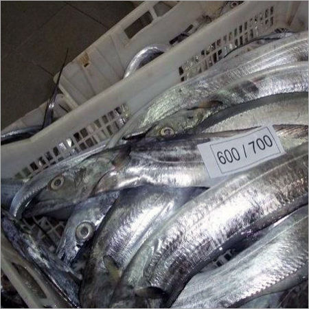 Frozen Ribbon Fish - Fresh Trichiurus Haumela, Rich in Protein and Nutritional Value, Disease Free, Available in Multiple Sizes and Packaging Options