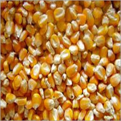 Washable Sweet Corn