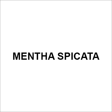 Mentha Spicata