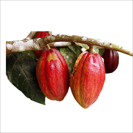 Cocoa Beans