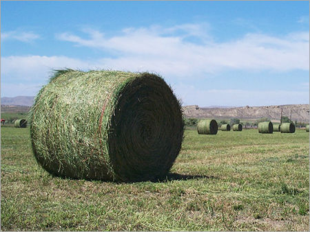 Alfalfa Hay