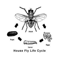 Fly Control Insecticide