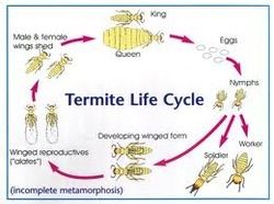 Termite Control Insecticide