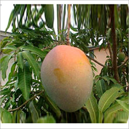 Alpnonso Mango