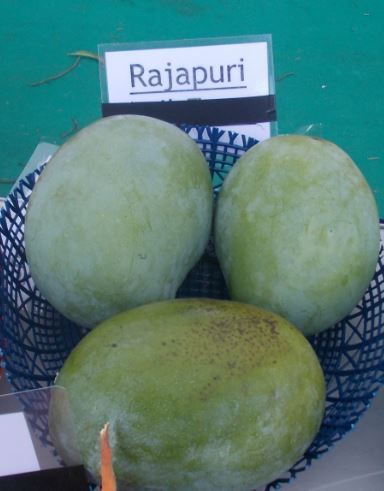 Rajapuri Mango