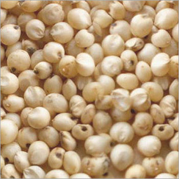 Jowar (Sorghum) - Premium Quality White Sorghum | Advanced Processing, Impurity-Free, Multiple Grades Available