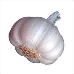 Garlic Seed