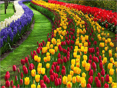 Kashmir Tulip Garden Tour Packages