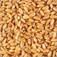 PBW 154 Wheat Seed