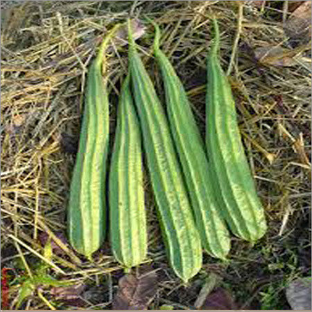 Ridge Gourd Seeds - F1 Hybrid Dark Green, 30-35 cm Length | Superior Quality, High Efficiency, First-Rate Productivity