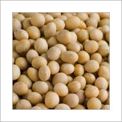 Soybean Seed