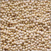 Soybean Seeds