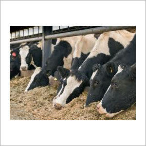 Organic Cattle Feed