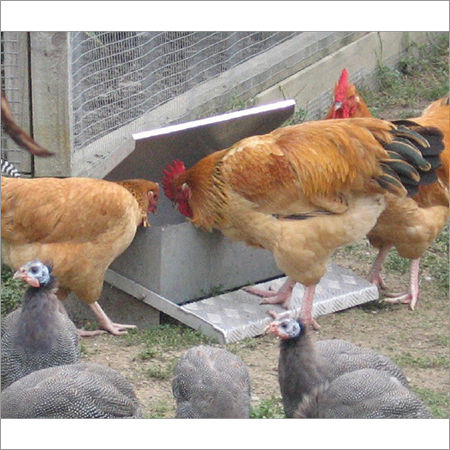 Poultry Chicken Feeder