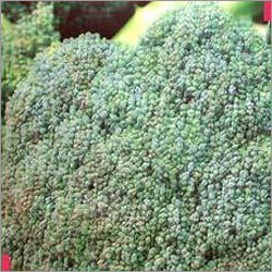 Broccoli (Calabrese Belstar F1)