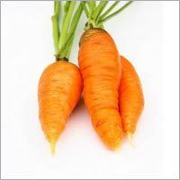 Fresh Carrot