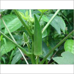 Orange Green Okra