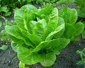 Thalha lettuce