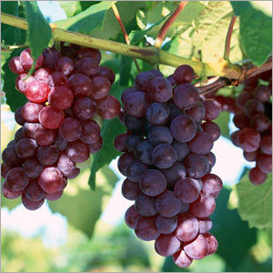 Grape Seed Extract