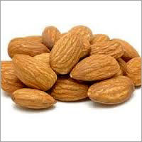 Indian Almond Kernels