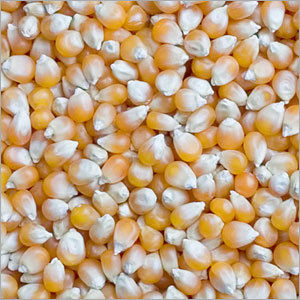 Maize Cattle Feed