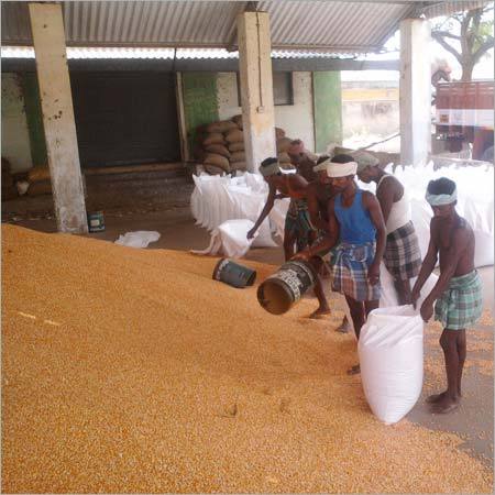 Maize Cattle Feed