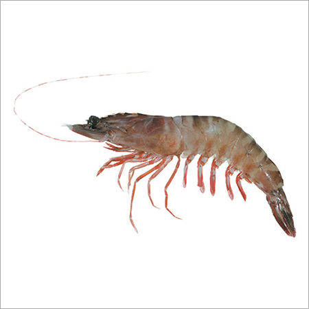 Black Tiger Prawn