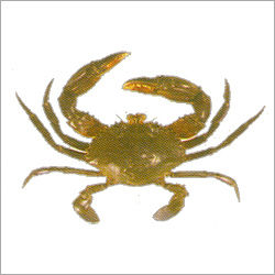 Mud Crab