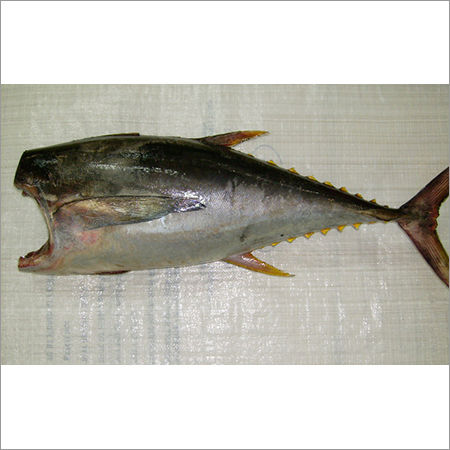 Yellowfin Tuna Fish