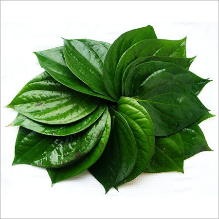 Fresh Betel Leaves