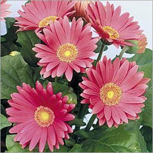 Gerbera Daisy