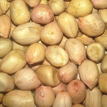 High Breed Groundnut Seeds