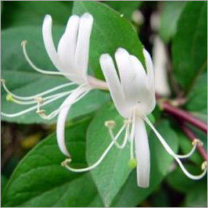 Honeysuckle Flower Extract