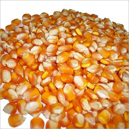 Maize Seeds