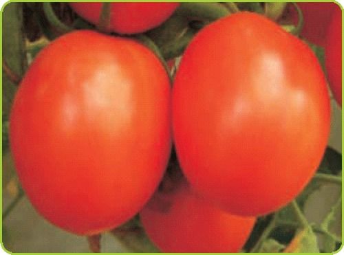 PRIYANKA Tomato Seeds