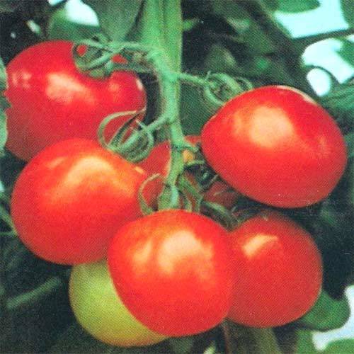 SHAKTI Tomato Seeds
