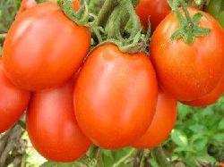 SHIVA Tomato seeds