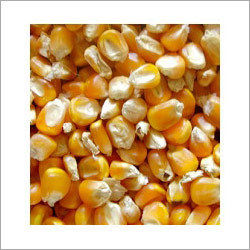 Sweet Corn Seeds - Premium Quality, Hygienically Processed, High Nutritional Value, Excellent Flavor