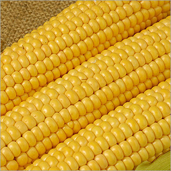 Yellow Corn - High-Quality, Nutrient-Rich Produce | Rich in Fiber, Low Fat and Cholesterol