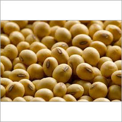 Yellow Soya Bean Seeds