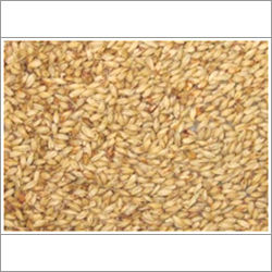 Imported Barley Malt